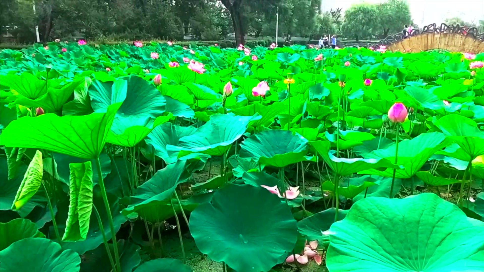 这个夏天北方的荷花园