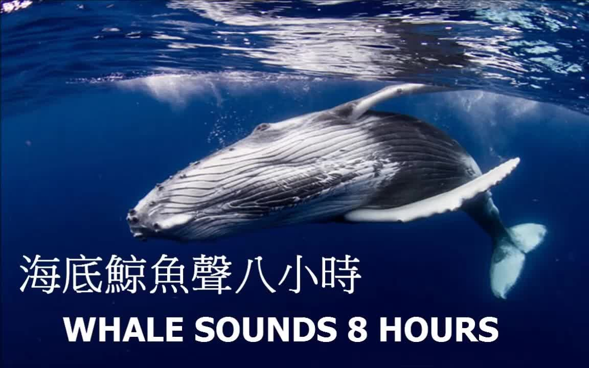 [图]放松 冥想 海底鲸鱼声八小时 / RELAXING, MEDITATION: WHALE SOUNDS 8 HOURS