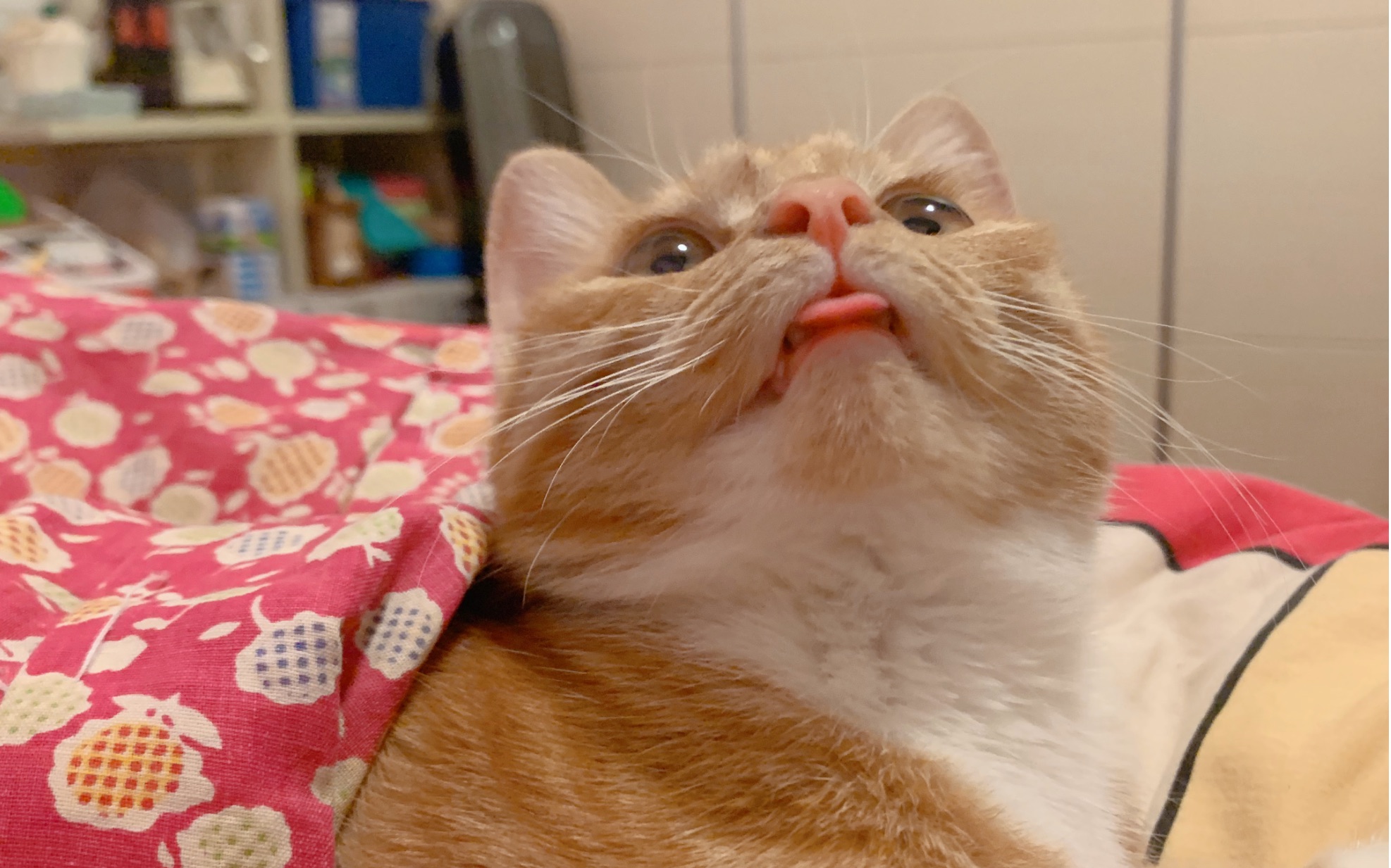 活动  【橘猫】小猫咪忘记收回舌头啦!