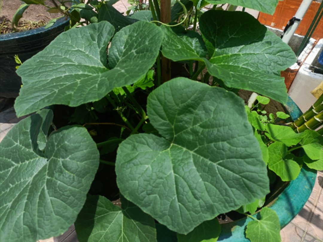 风水宝地种的第二批佛手瓜出芽了,快一个礼拜没浇水依然不缺水