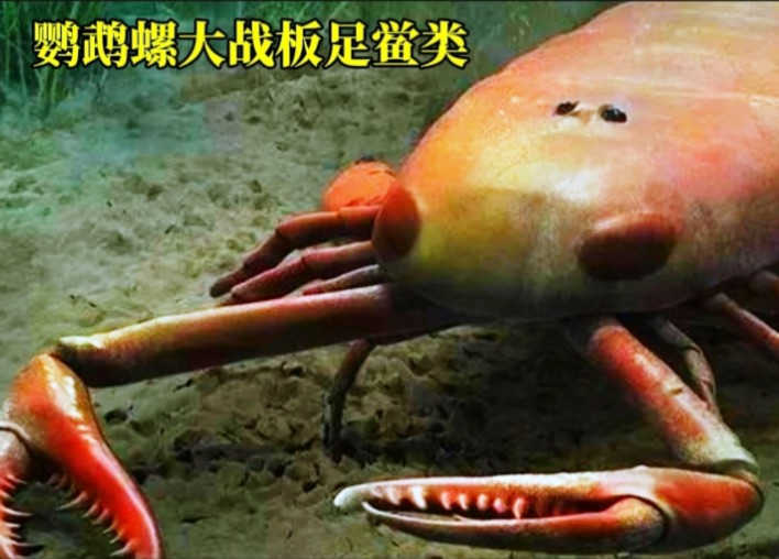志留纪板足鲎类空前繁盛,鹦鹉螺被当成食物,海蝎称霸!
