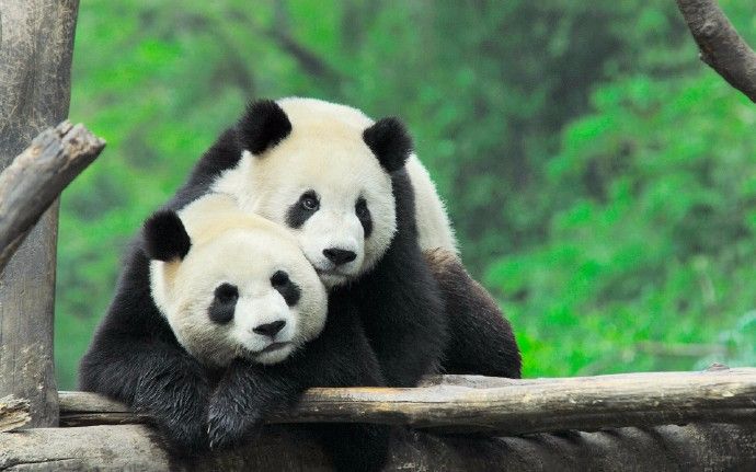 【走过我们的2017】四川成都 大熊猫(十猪)陪您迎接2018年