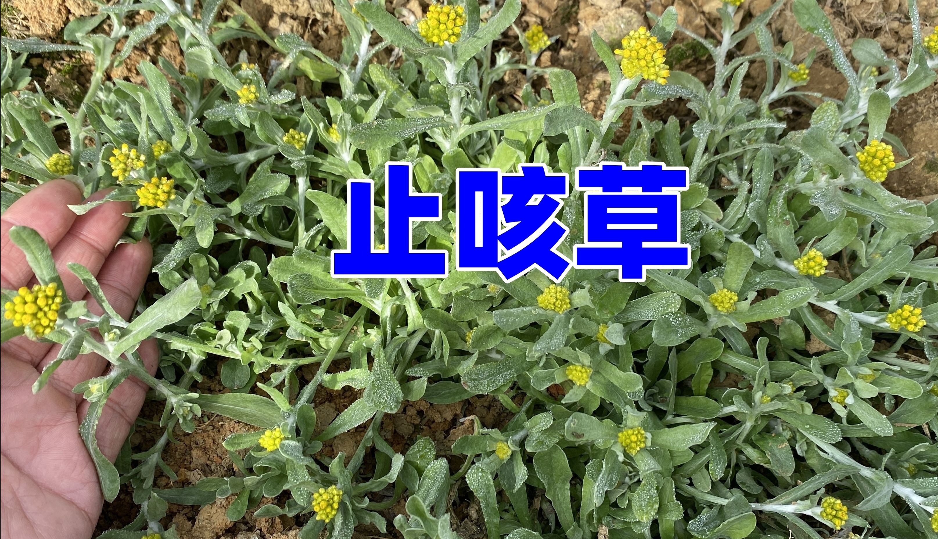 农村泛滥成灾的植物,祖祖辈辈都称“万能止咳草”,拍给大家看看哔哩哔哩bilibili