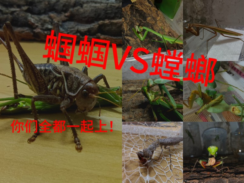 【车轮战/昆虫军内战】蝈蝈vs螳螂 究竟孰强孰弱?
