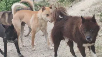 双眼失明的15岁老狗 与女主人玩笑 高兴的笑了 哔哩哔哩 Bilibili