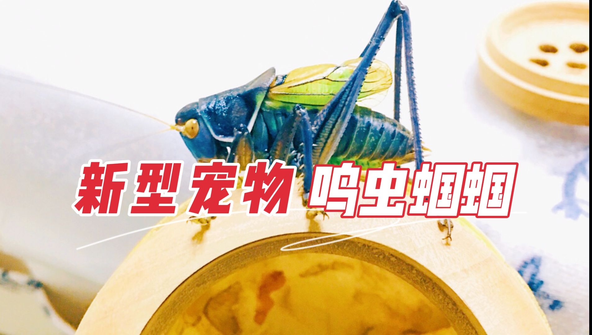拿出来放心玩吧,蝈蝈不会咬你手的,哈哈