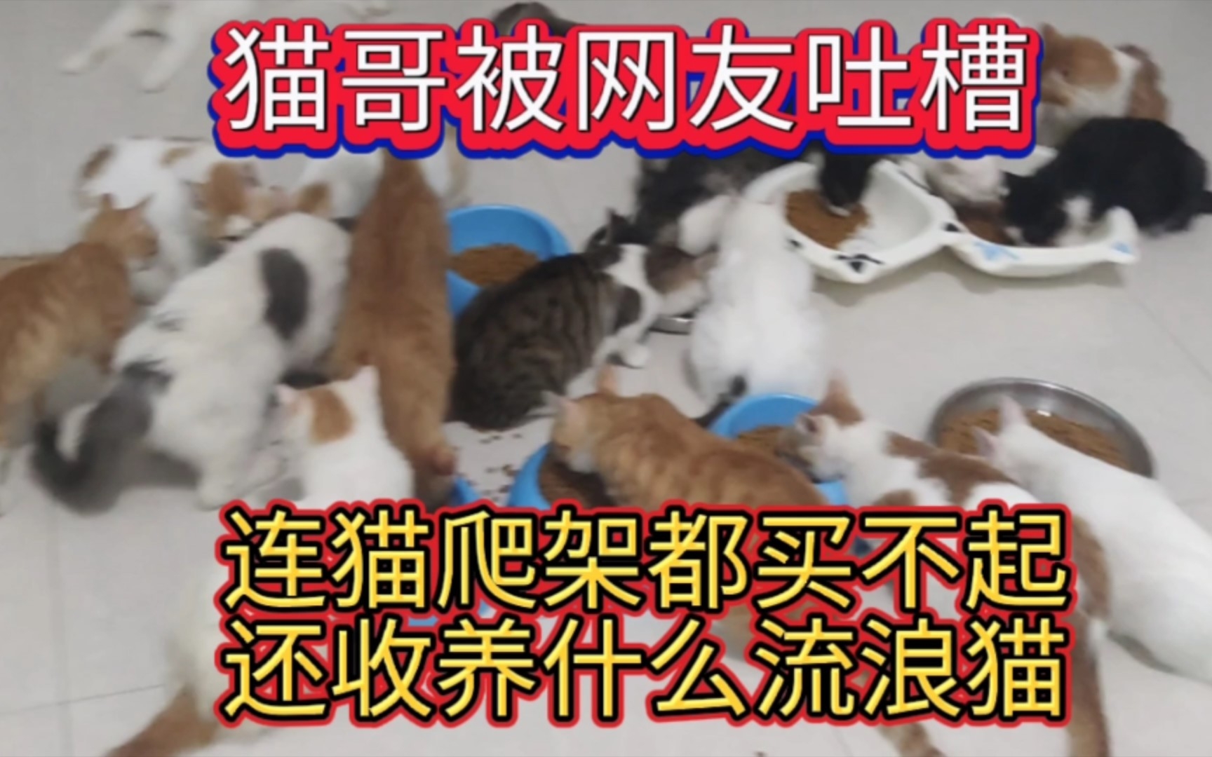 猫哥被网友吐槽,连猫爬架都买不起,还收养什么流浪猫哔哩哔哩bilibili