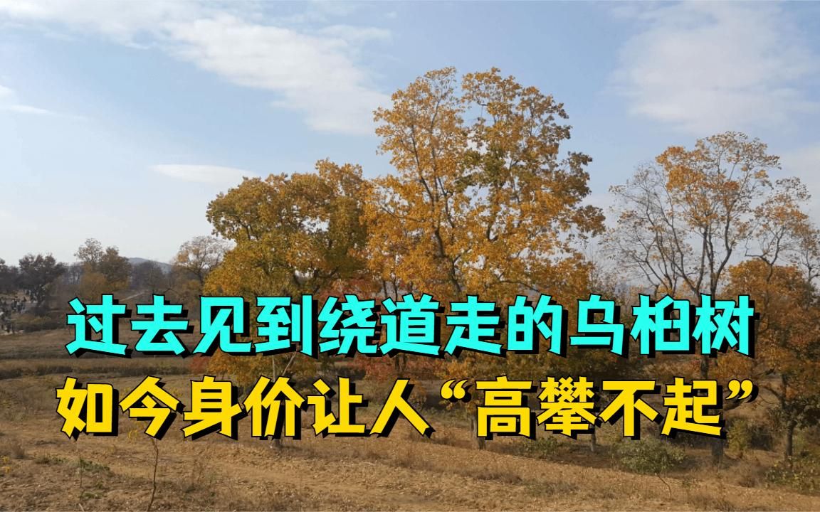 南方的乡土树种,过去见到绕道走,如今身价让人“高攀不起”哔哩哔哩bilibili