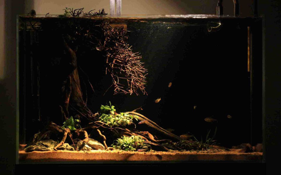 南美原生缸(新手进阶)