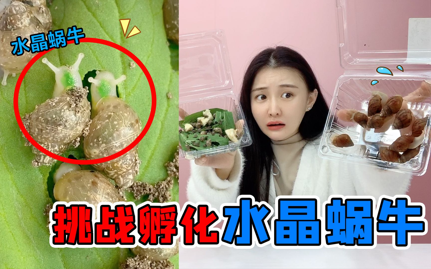 [图]挑战孵化“水晶小蜗牛"！孵化出来超透明，吃青菜脑袋变成绿色？