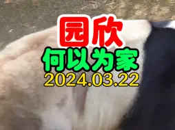 Download Video: 园欣 何以为家 2024.03.22 11岁已刻板 #旅韩大熊猫园欣纪实 #旅韩大熊猫华妮 #福宝 #辉宝睿宝 园欣螨虫眼皮肤病需竹竿竹笋丰荣安静无菌环境需独处