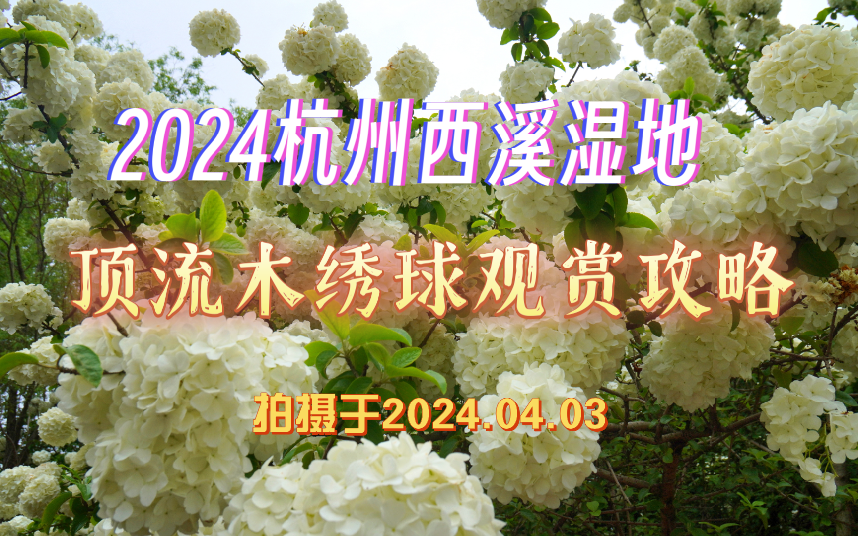 2024杭州西溪湿地木绣球观赏全攻略!木绣球花开成片,蔚为壮观!哔哩哔哩bilibili