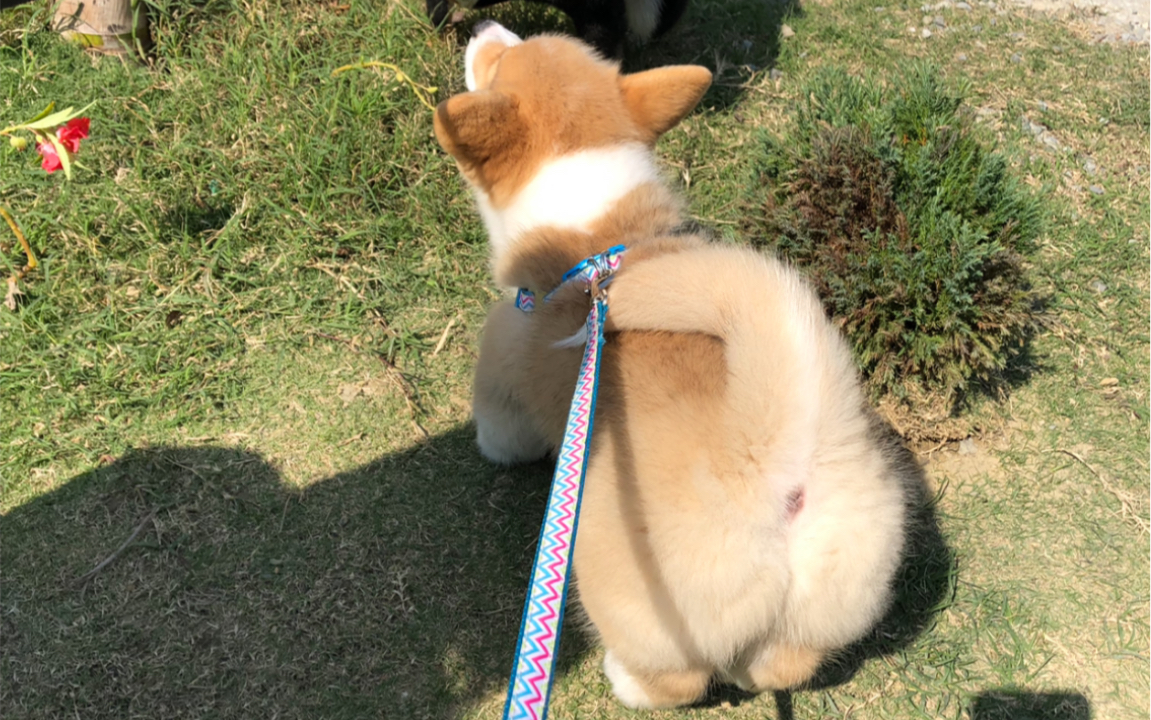 蜜桃臀小奶柯基肥肥2个月半时的珍惜回忆「跟肥肥的第一次见面」