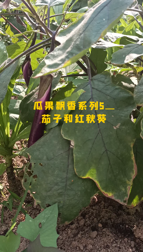 [图]瓜果飘香系列5＿茄子和红秋葵