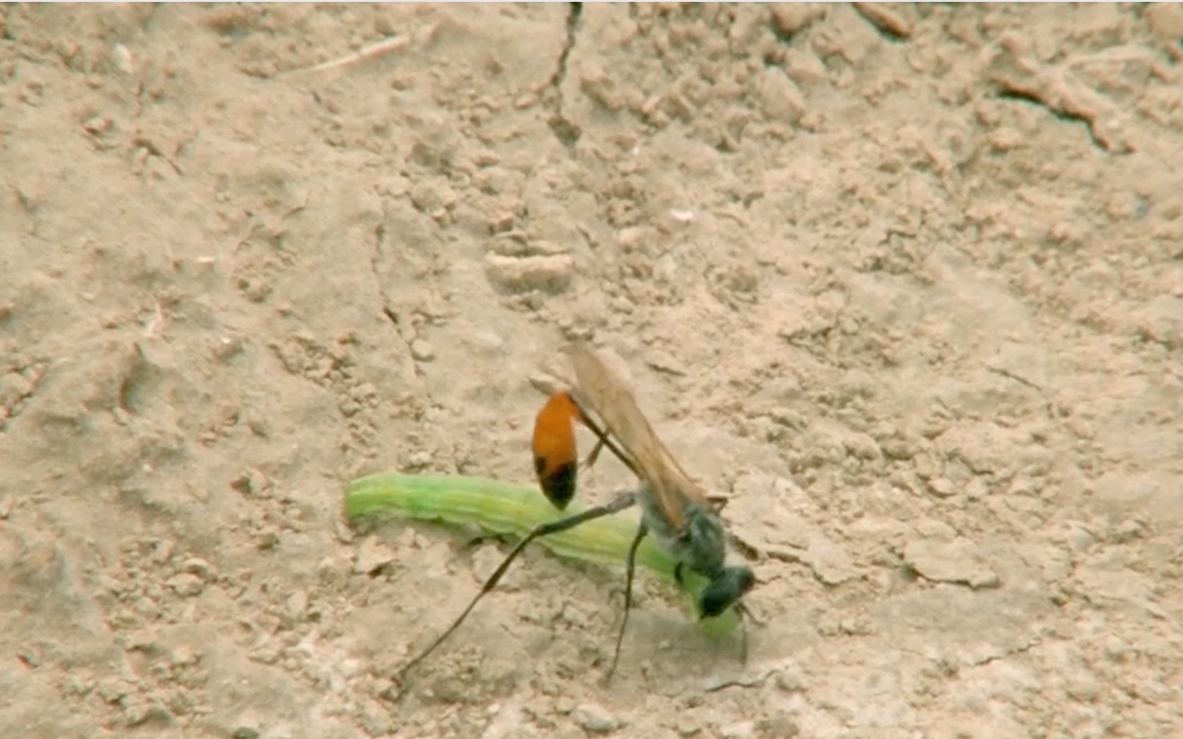 红腰沙泥蜂打架留你一命红腰沙泥蜂的猎食武器是致命