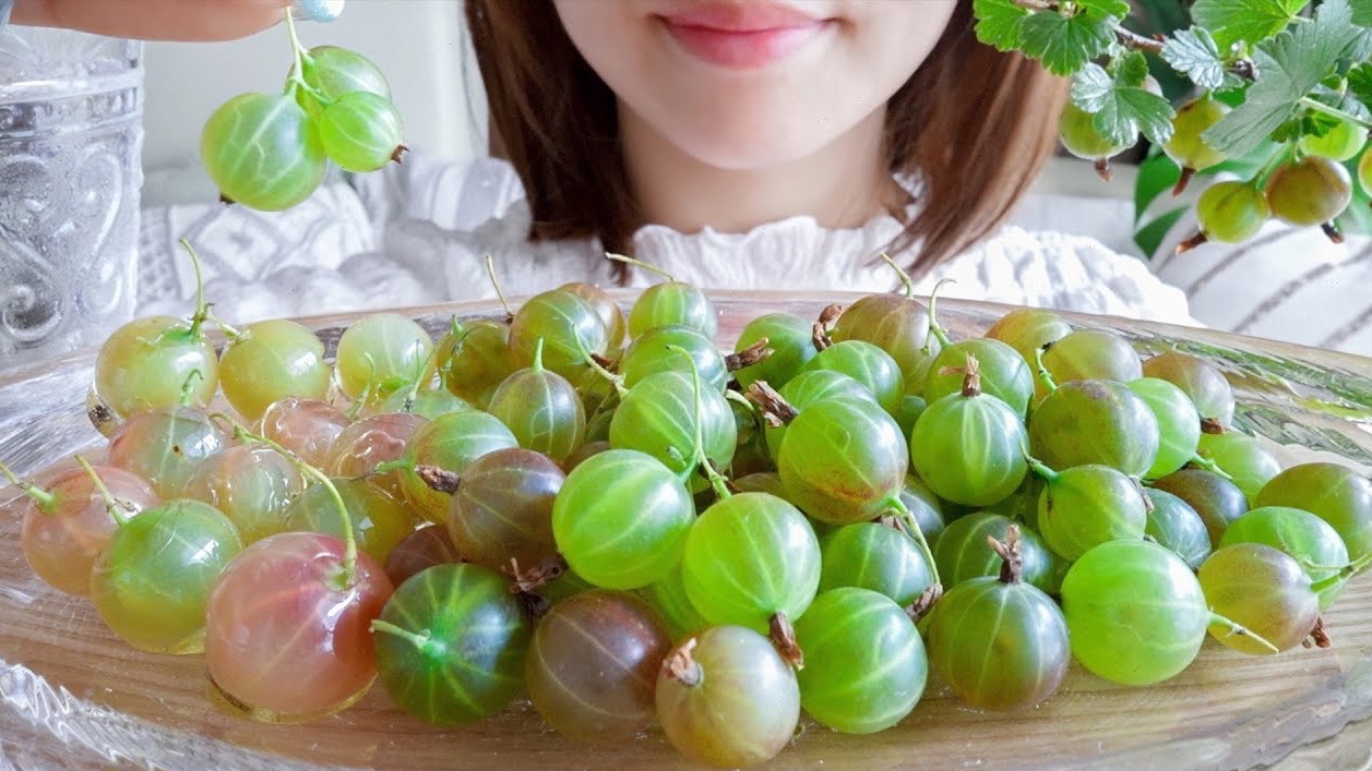 wasabi 31 醋栗灯笼果