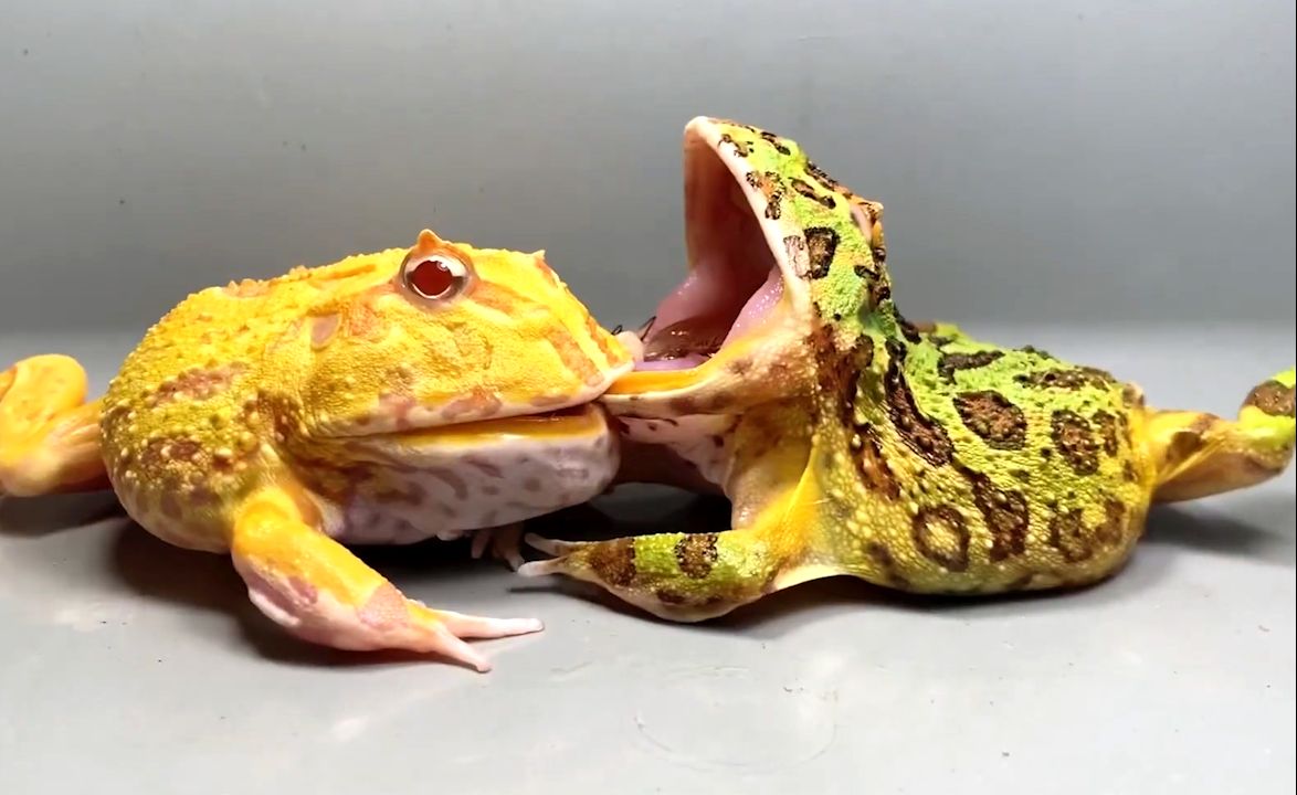 黄金角蛙:就问你服不服?