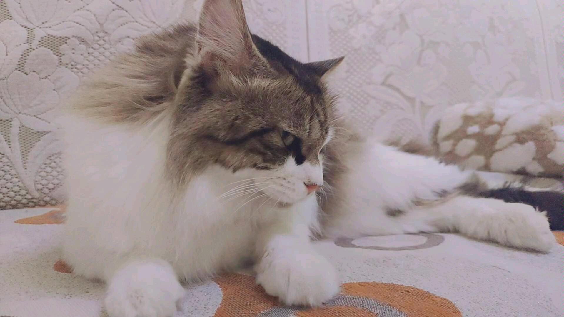 活动  【阿咪】沙雕猫咪日常看不起铲屎官