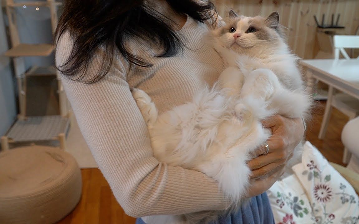 十一只布偶换着抱【布偶猫 spoonful of ragdolls】_哔哩哔哩_bili