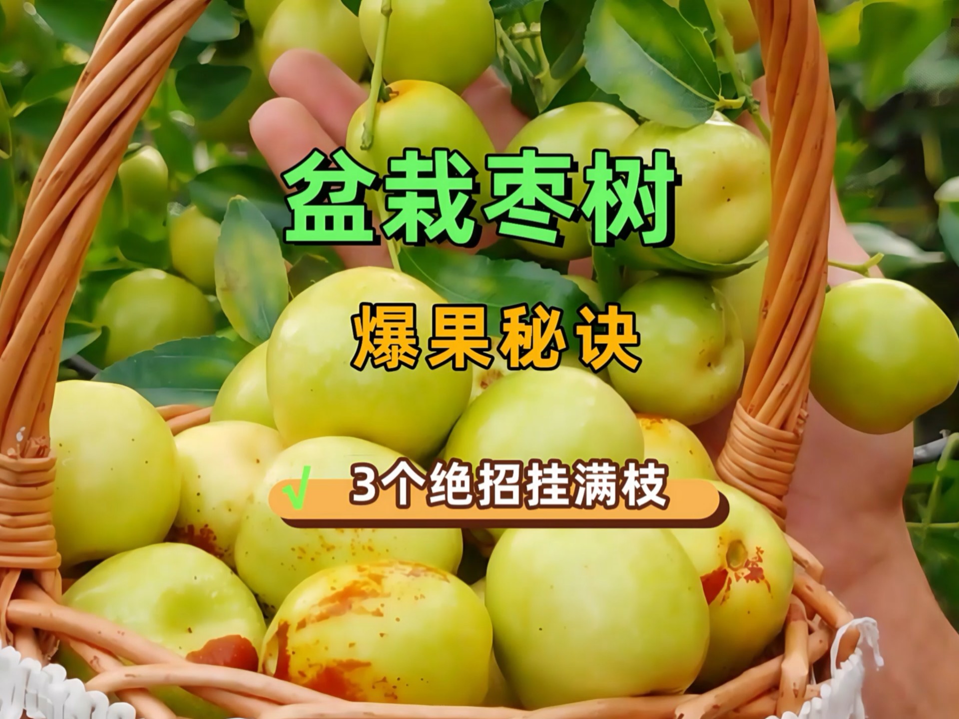 盆栽枣树科学种植法：花期一扭、二控、三追，做好这3项管理，花多果大还好吃