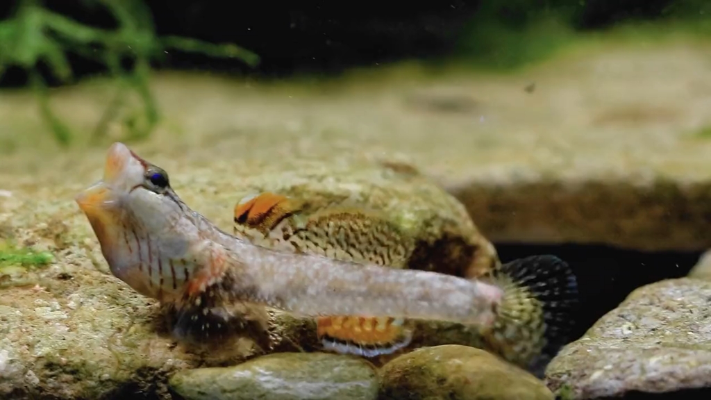 来自湖南醴陵的黄唇吻虾虎鱼