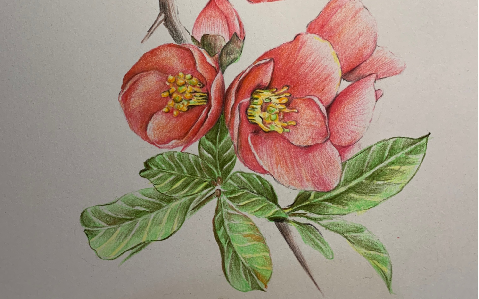 【李与之】彩铅 海棠花教学1-3