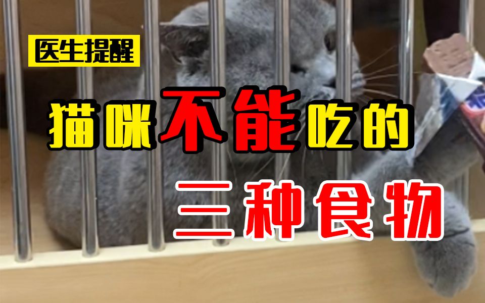 猫咪不能吃的3种食物,你再喂你家猫咪了哔哩哔哩bilibili