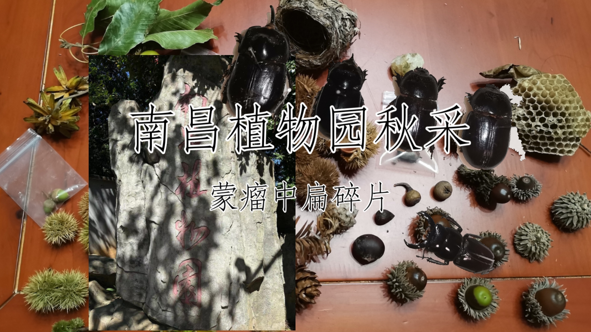 国庆秋探南昌植物园 最凉快的一年梅岭 东西不多 随便拍拍哔哩哔哩bilibili