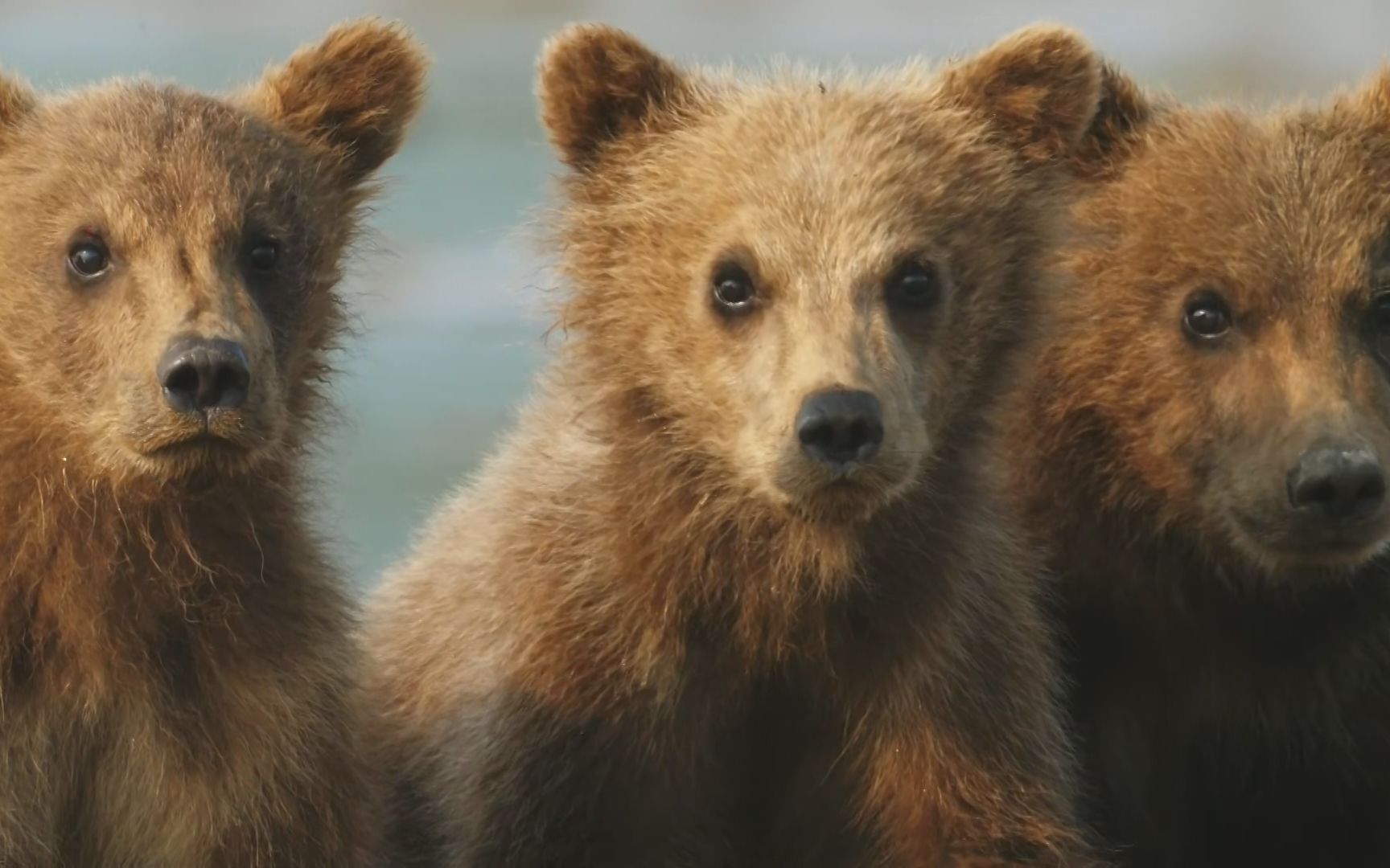 纪录片.ch5.阿拉斯加:狂野一年.s01.