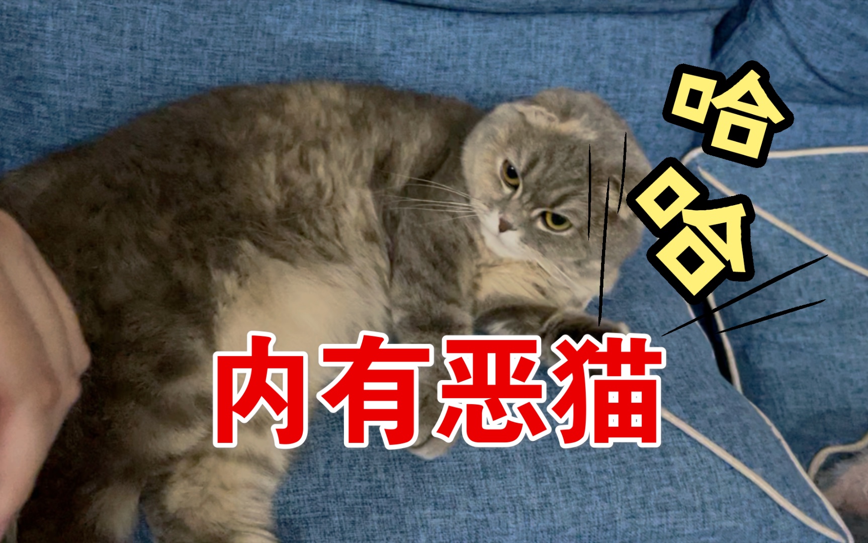 『肉包日记』叫声如此难听 听着就是只恶猫