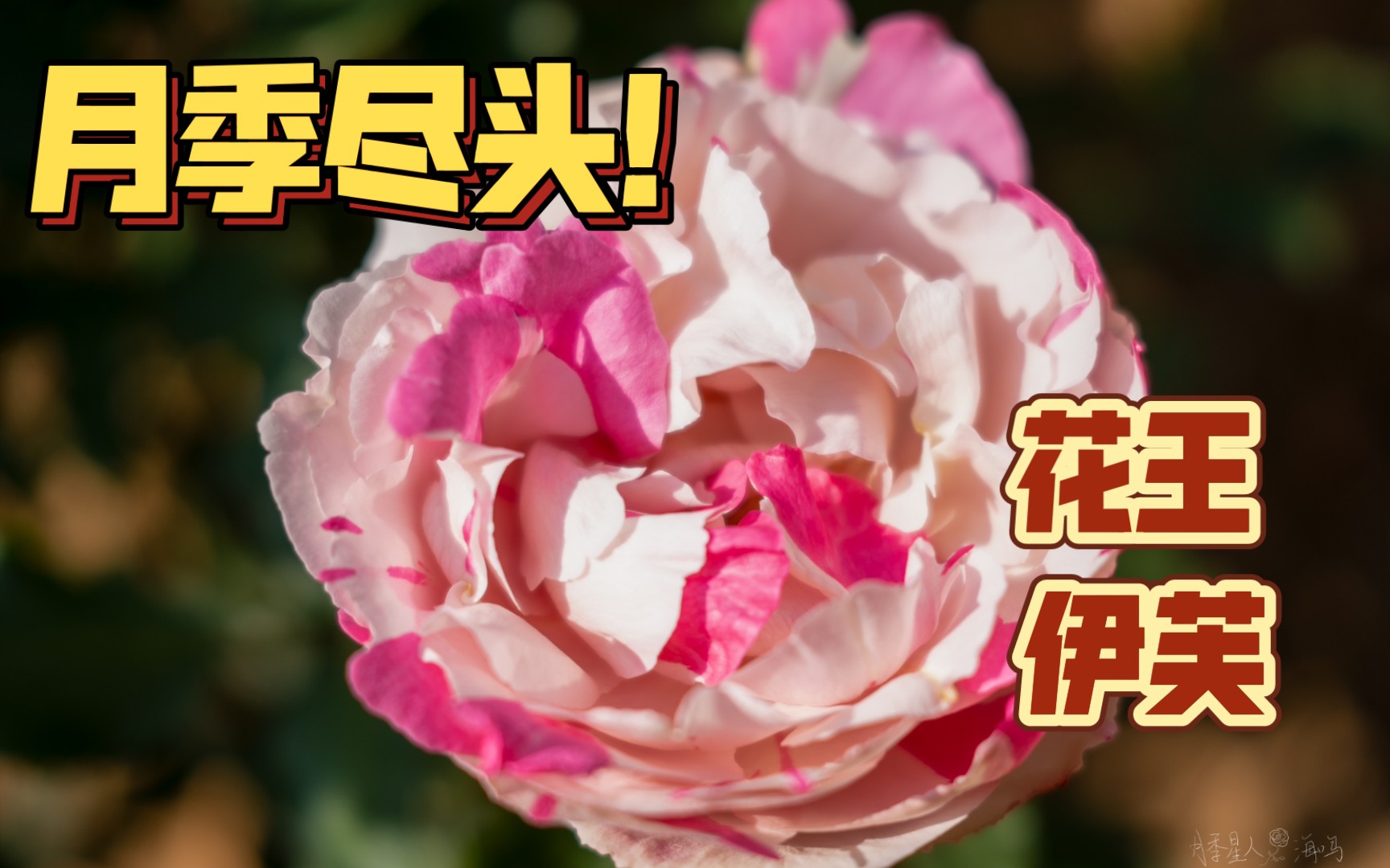 养月季一定要种伊芙!4年苗“伊芙银”诠释什么是月季尽头哔哩哔哩bilibili