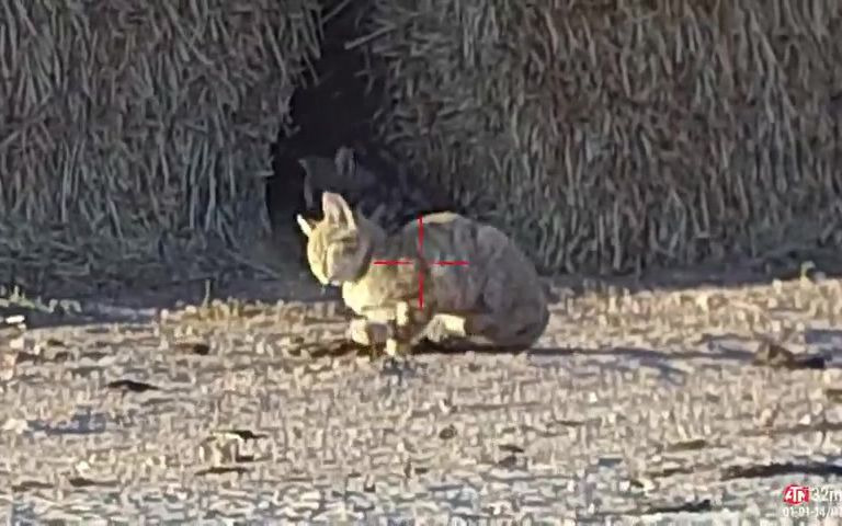 [图]狩猎野猫