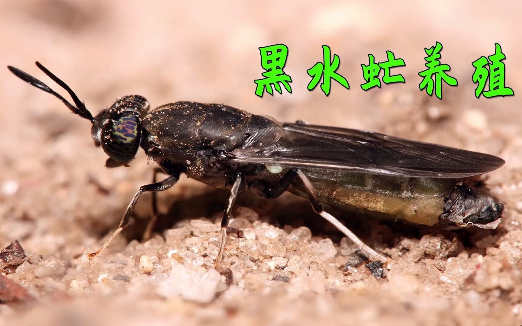人与昆虫的合作,鸡鸭鹅鱼表示妙极了,揭秘黑水虻养殖_苍蝇养殖