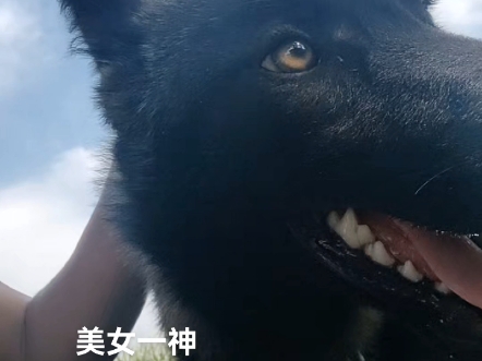 北美西伯利亚混血狼狗