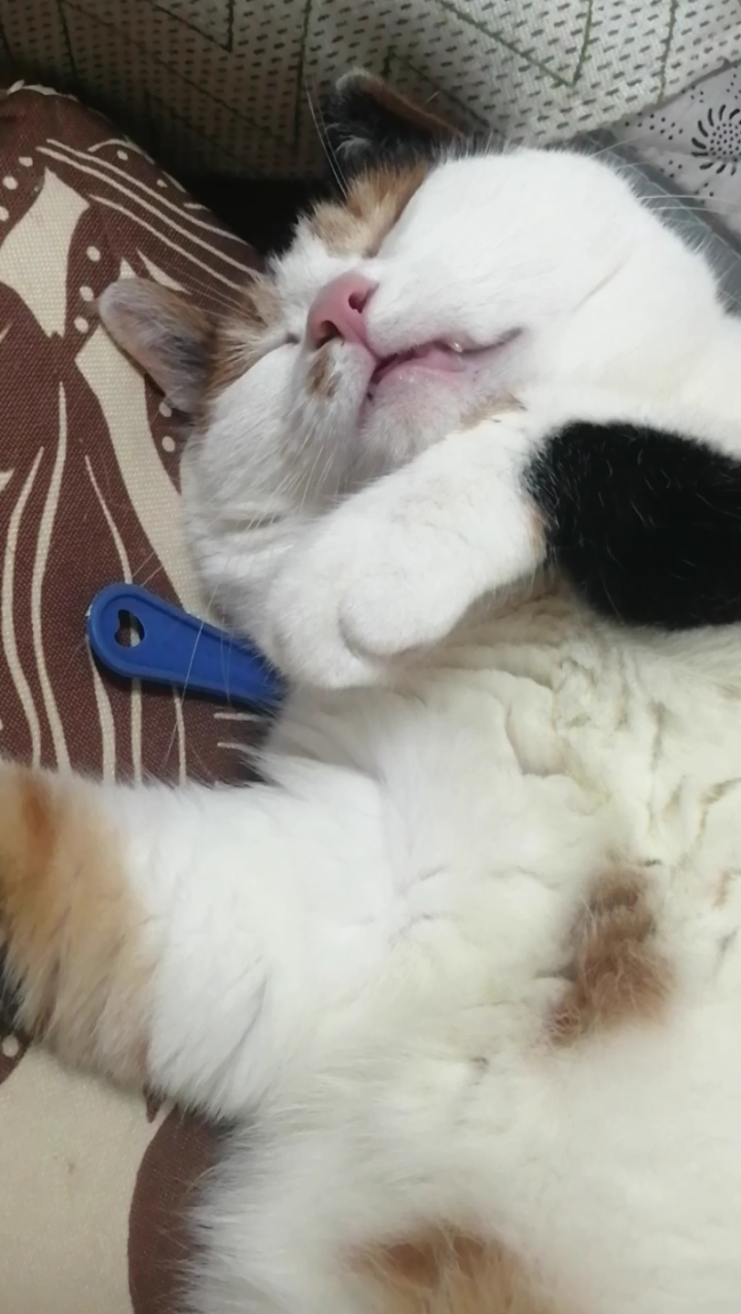 虎牙直播了