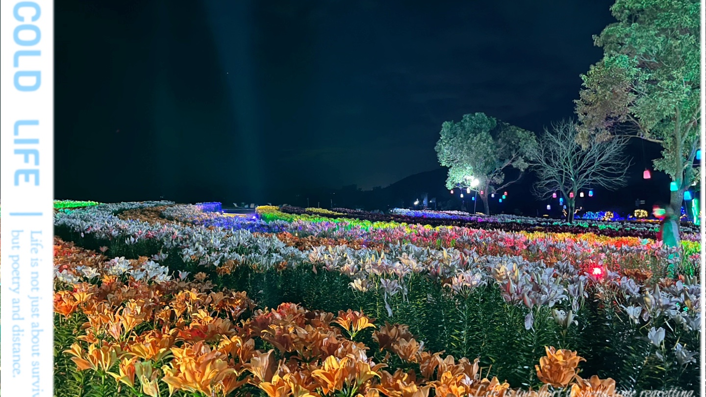 巢湖郁金香高地(百合夜景)