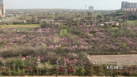 桃花茶梨花茶 制作桃花梨花茶 哔哩哔哩 つロ干杯 Bilibili