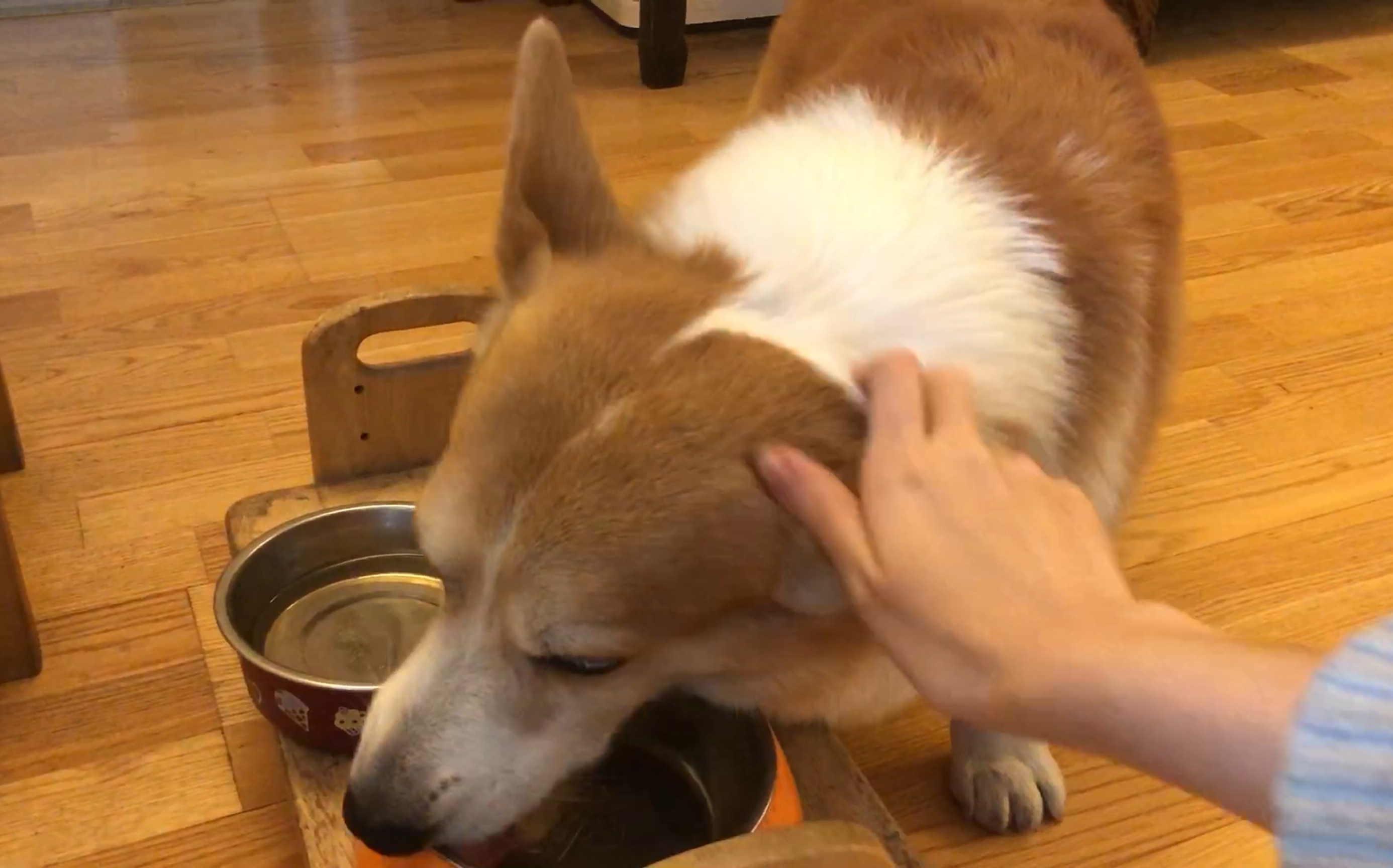 【逗逗日常】柯基吃饭,这就是舔狗