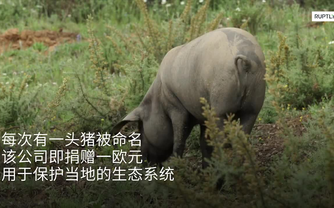 好心分手!西班牙火腿厂鼓励人们用前任的名字命名猪哔哩哔哩bilibili