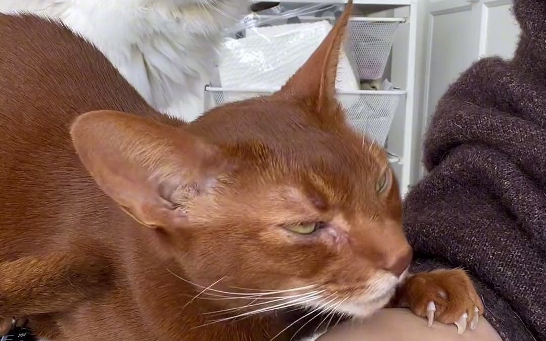 超模张铁军军哥今天是萧山第一深情