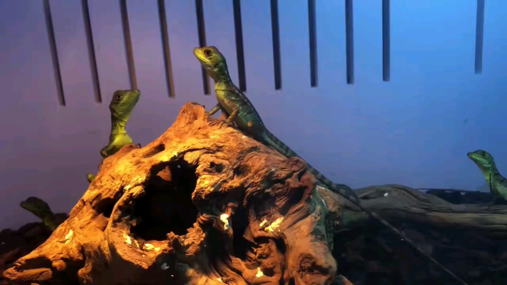 双冠蜥苗子 即将到达1800元一条 15个名额打包可优惠