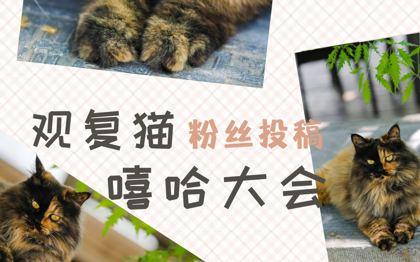 活动作品观复猫童声童颜庄太极