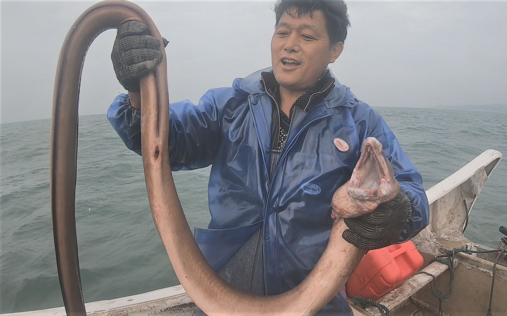 这么大的红鳗还是第一次抓一条就能卖1000多把阿阳高兴坏了
