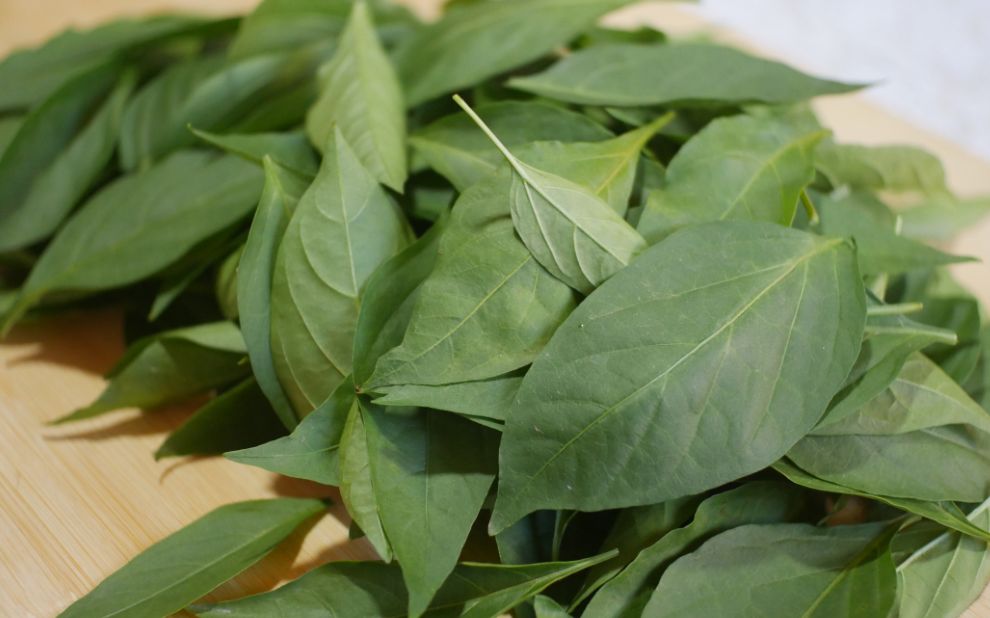 青椒吃过青椒叶你吃过吗这样简单一做比吃肉还过瘾