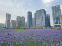 Download Video: 杭州的花海根本拍不完，城市中心待开发空地上，紫色马鞭草盛开，浓香醉人，让行色匆匆的路人都停下了脚步