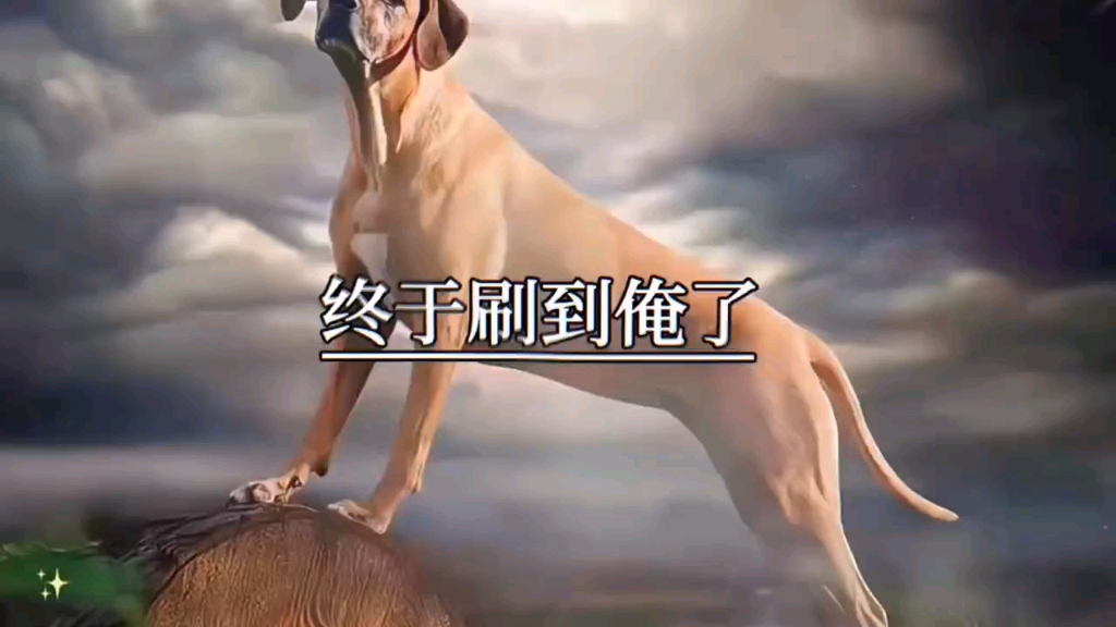 狗狗是人类好朋友哔哩哔哩bilibili