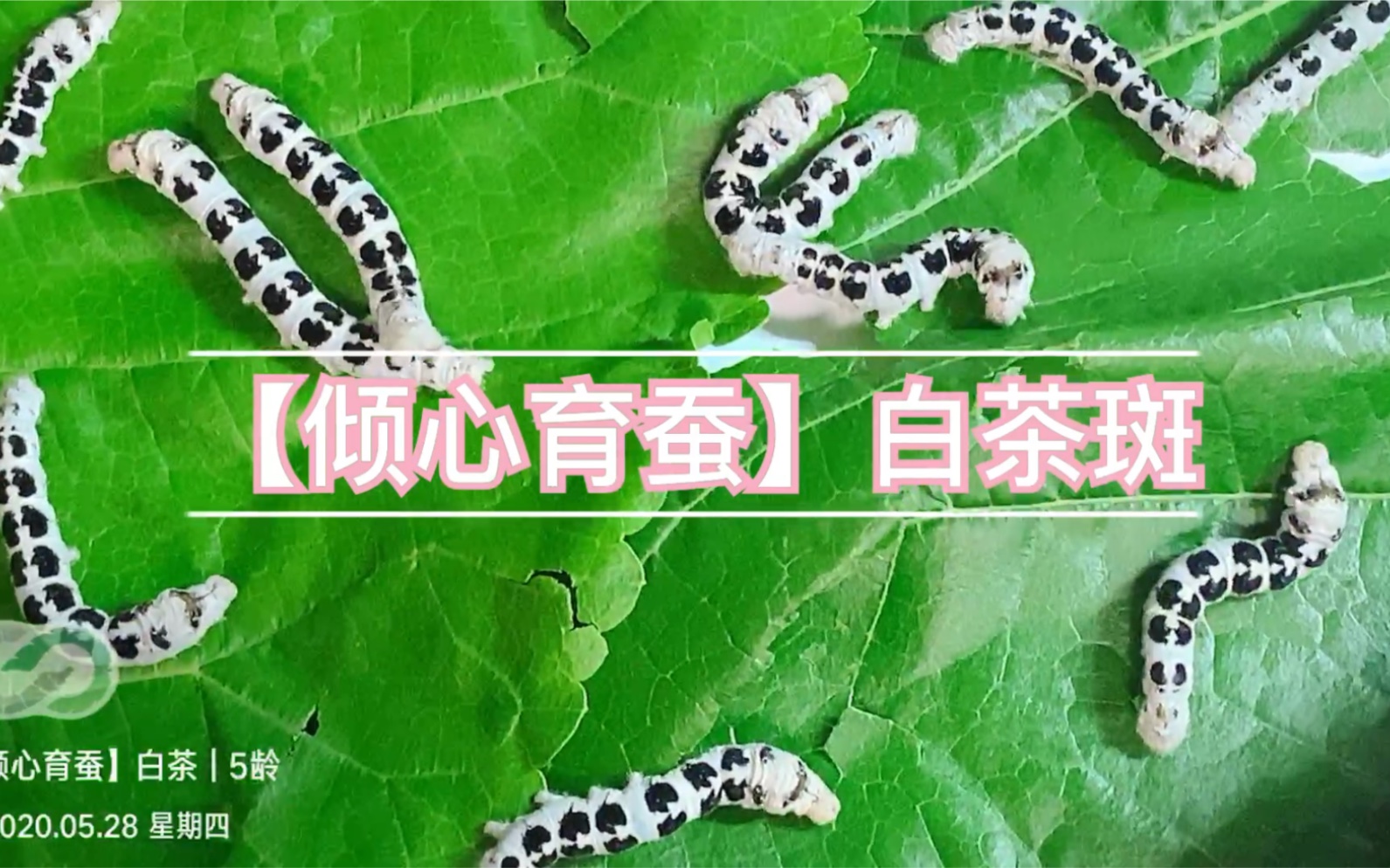 【倾心育蚕】白茶|5龄