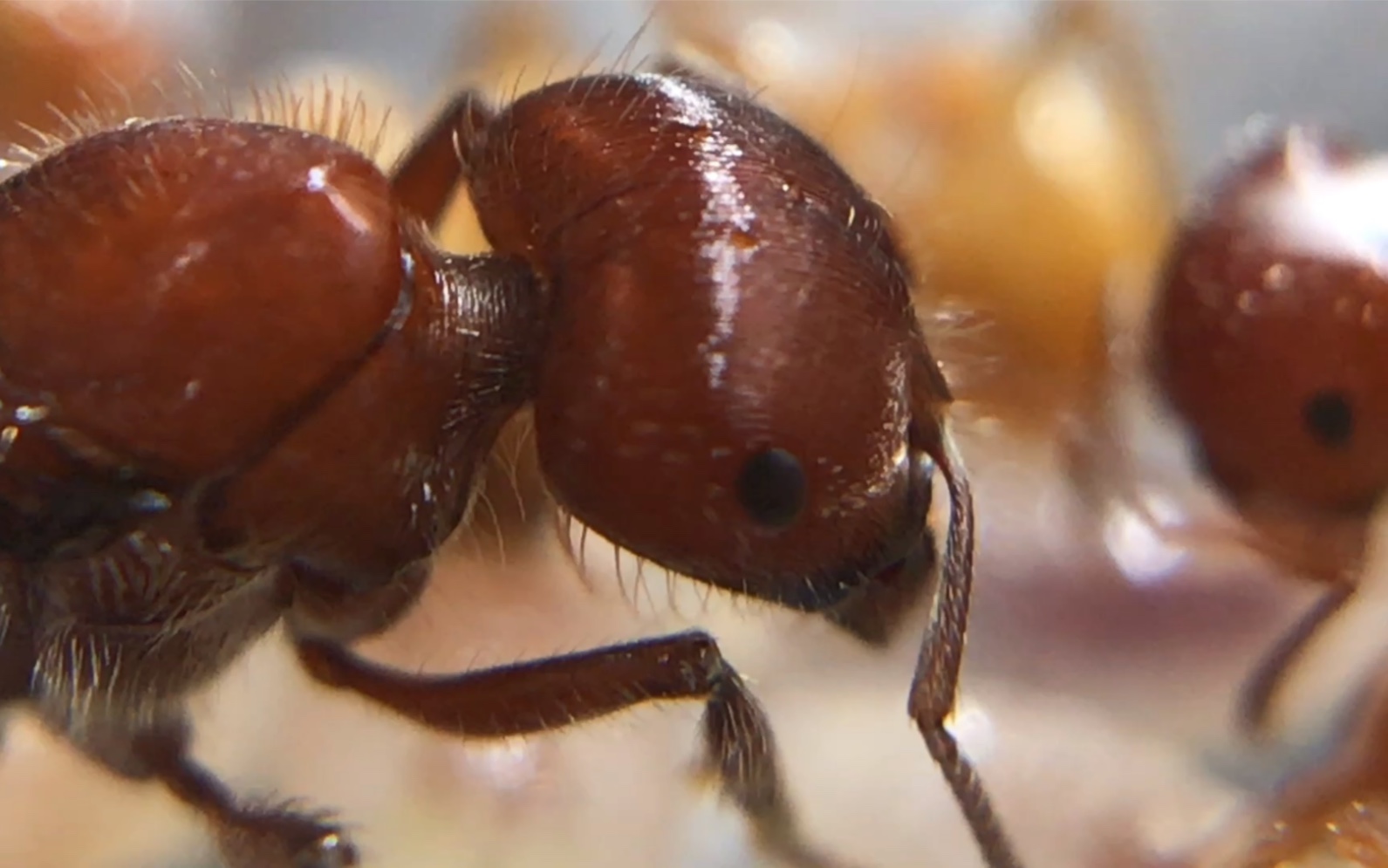 红胡须蚁_哔哩哔哩 (゜-゜)つロ 干杯~-bilibili