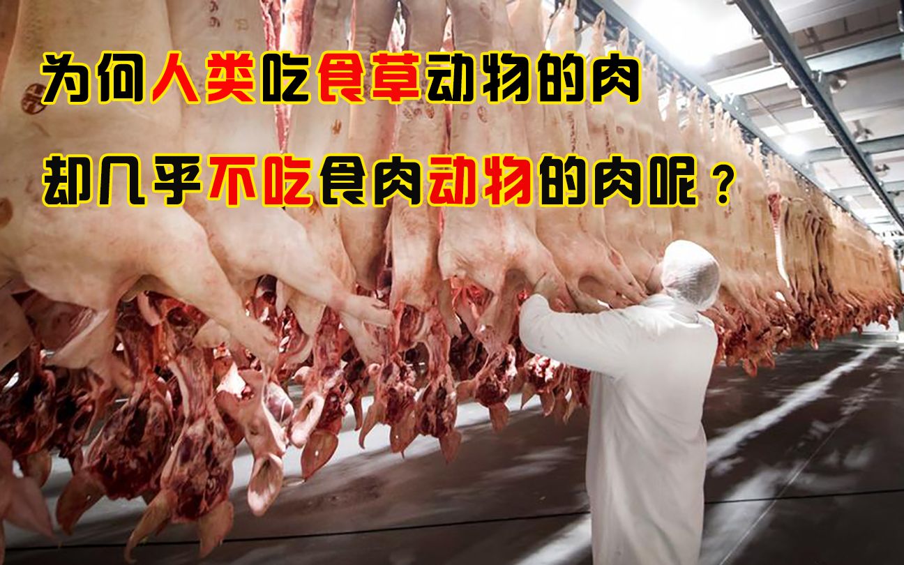 [图]为何人类爱吃食草动物的肉，却很少吃食肉动物的肉？难道有毒吗？