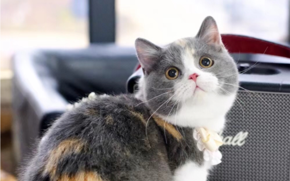 嘎嘎可爱 三花猪猪妹94精品三花曼基康矮脚妹妹开脸满背贴地矮地毯